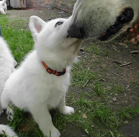 Weisser Schferhundwelpe von den Grenzgngern